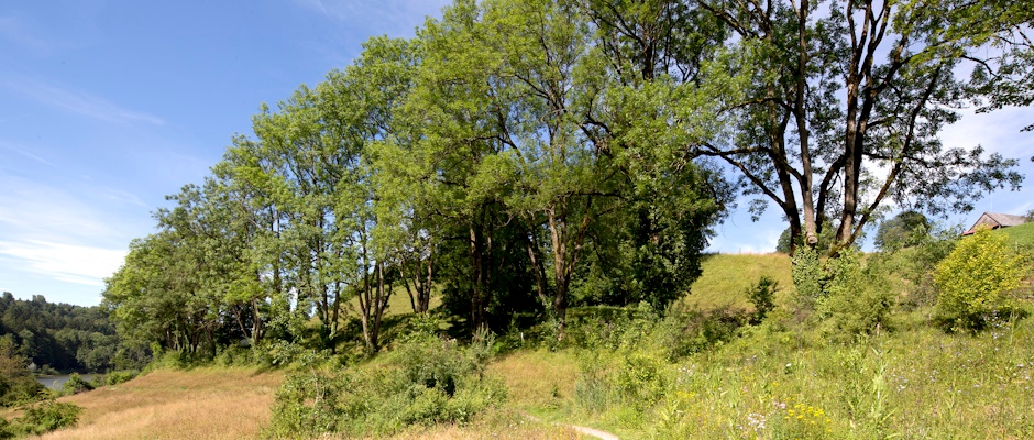 Inventar Naturobjekte B&auml;ume